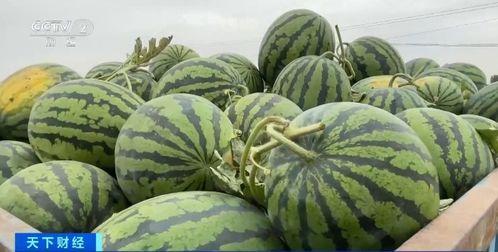 吃瓜香的网红有哪些 第3张 吃瓜香的网红有哪些 第3张